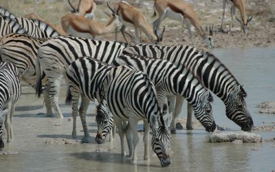 A Matter of Stripes