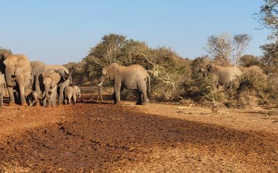 Elephant Impacts on Trees in the Pafuri Region of the KNP