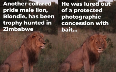 Facts on the Collared Lion