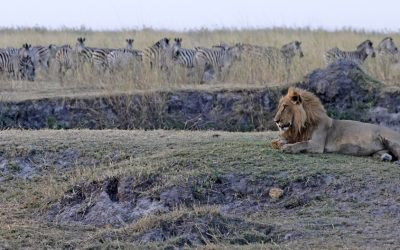 Wildlife Photographer: Cynthie Fisher