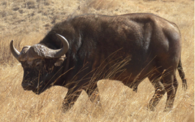 Buffalo Are Different