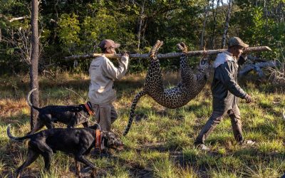 Beyond the Pursuit – Why the Hound Hunt Model is Redefining modern Leopard Hunting