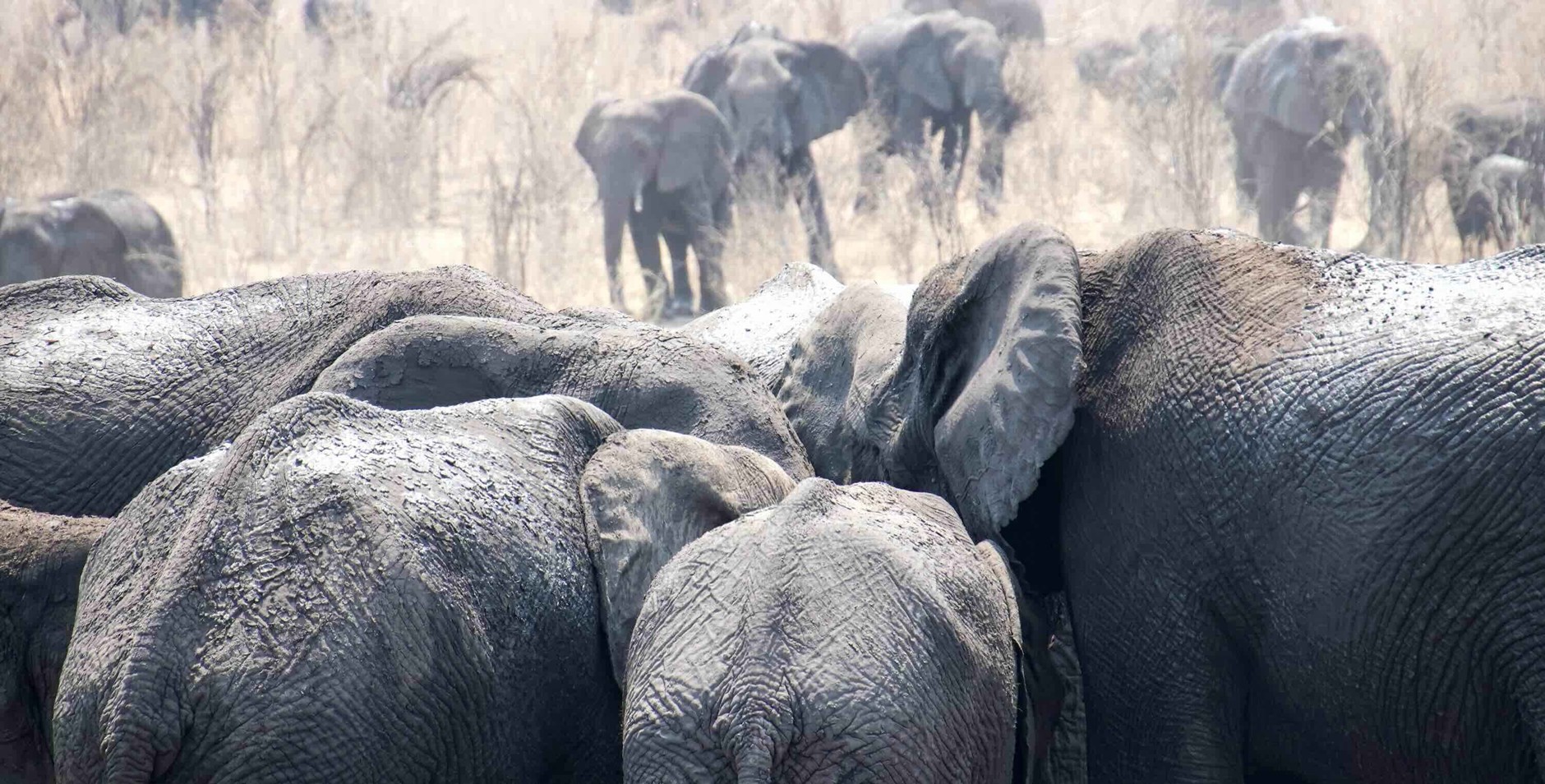 Herd of African elephants
