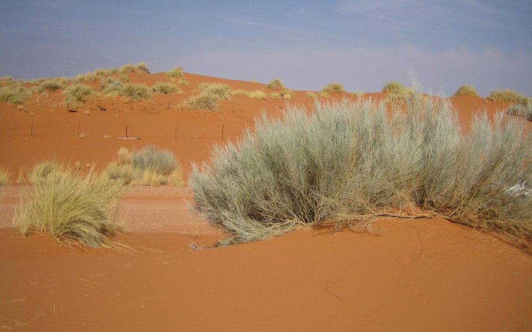 File:Kalahari red dunes with bush.jpeg. (2025, December 14). Wikimedia Commons. Retrieved January 13, 2026, from https://commons.wikimedia.org/w/index.php?title=File:Kalahari_red_dunes_with_bush.jpeg&oldid=1130882752.