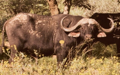 Buffalo Shot Placement