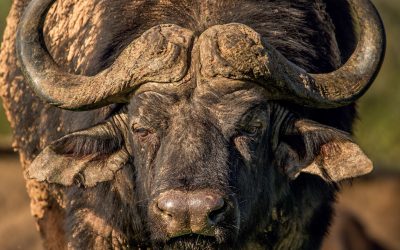 What Makes a Trophy Buffalo