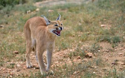 Caracal: Links to the African Lynx