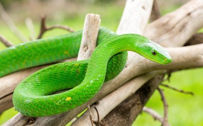 Dangerous Snakes of Africa