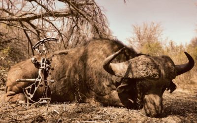 What’s an Arrow to a Buffalo?